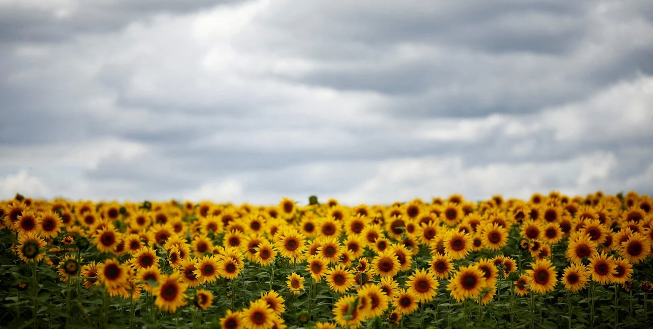Campaña de girasol